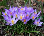Free Images : purple, petal, botany, flora, wildflower, easter, crocus ...